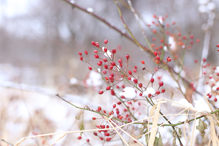 Winter Berries in WI by Anna Graham